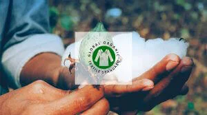 Por que escolher algodão orgânico: a certificação Global Organic Textile Standard